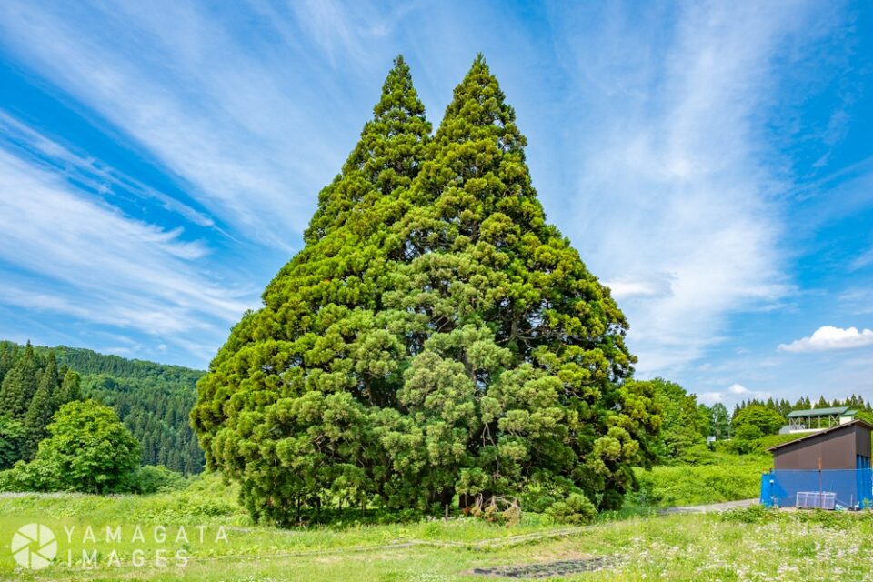 小杉の大杉「トトロの木」（鮭川村）