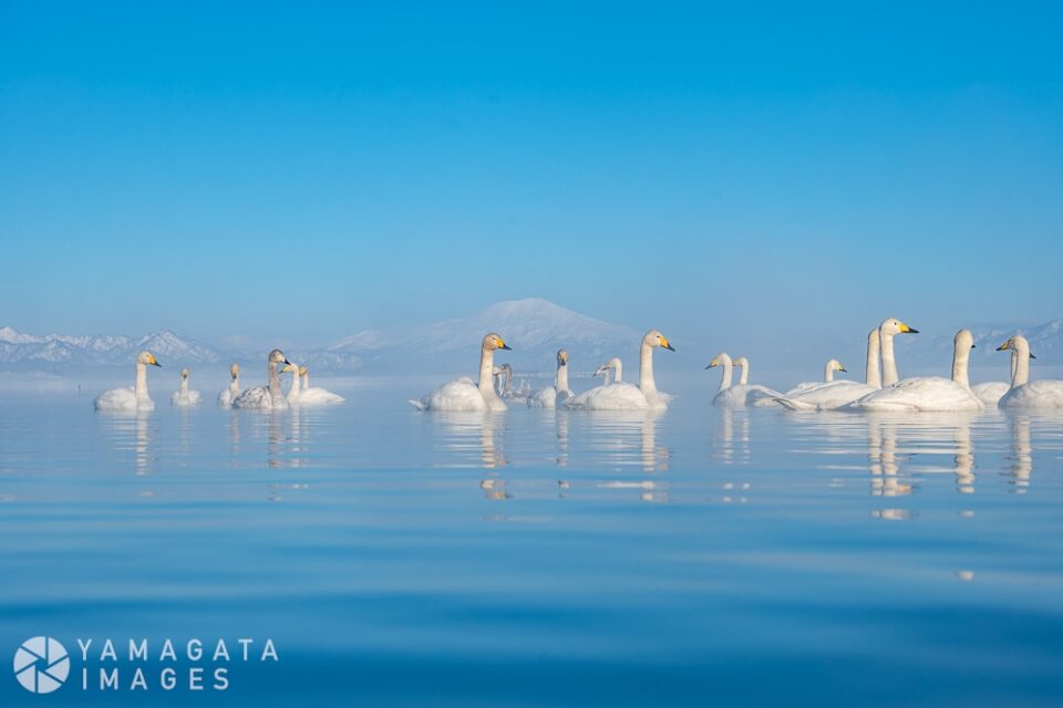 野々村ため池の白鳥と鳥海山（真室川町）