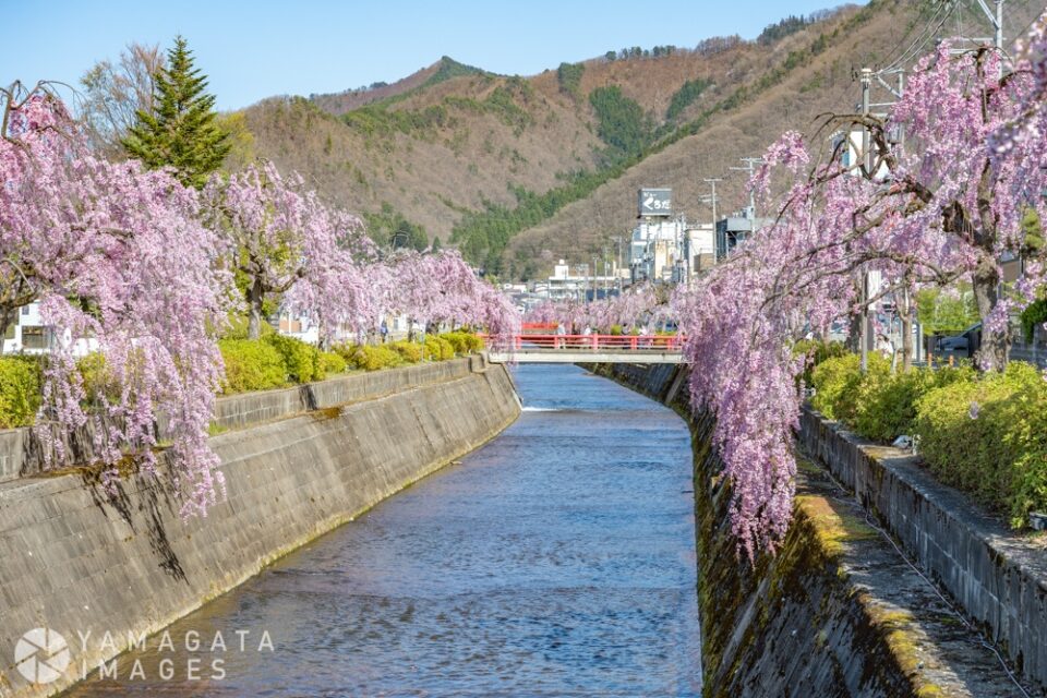 倉津川しだれ桜