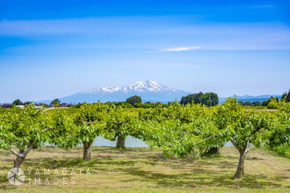 鳥海山と梨園（庄内町）