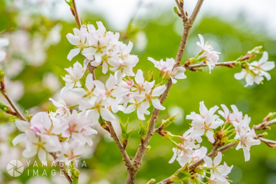 月山の桜（西川町）