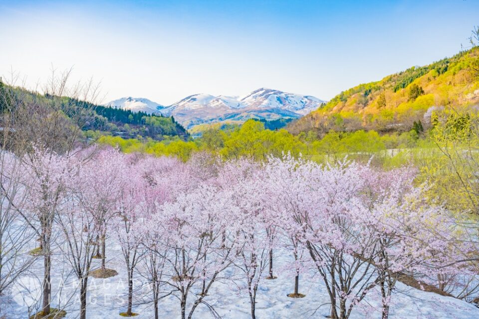 大井沢の寒河江川の残雪桜（西川町）