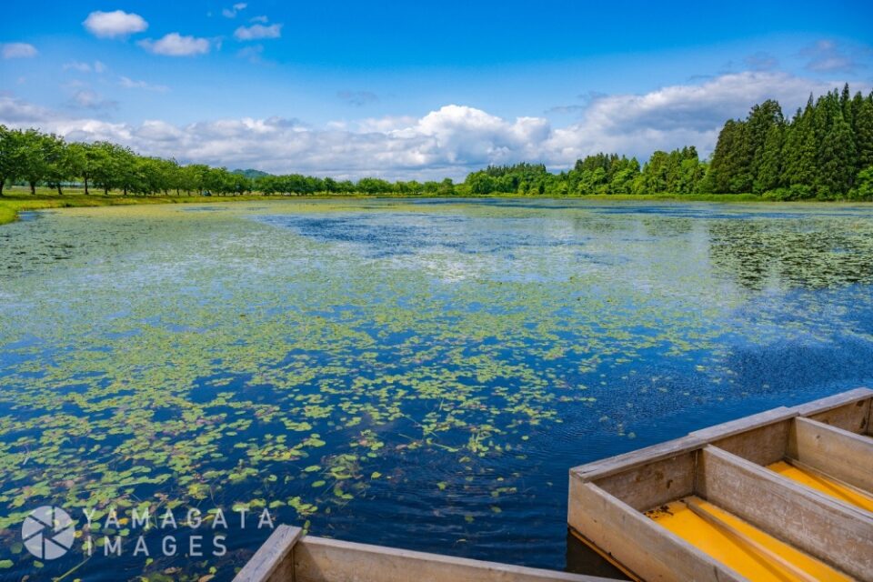 富並のじゅんさい沼（大谷地沼）