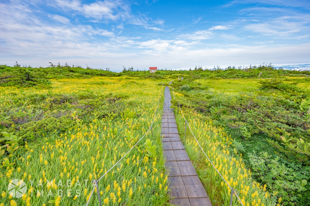 御田ノ神湿原（おだのかみしつげん）（上山市）
