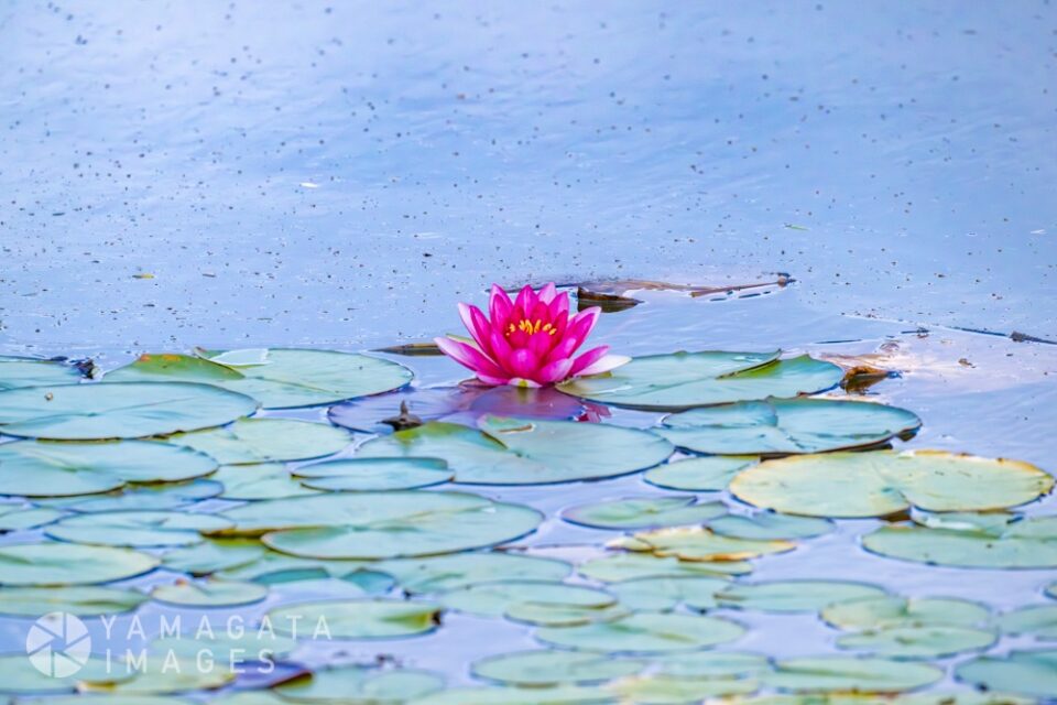 山形県民の森 板橋沼の睡蓮（山辺町）