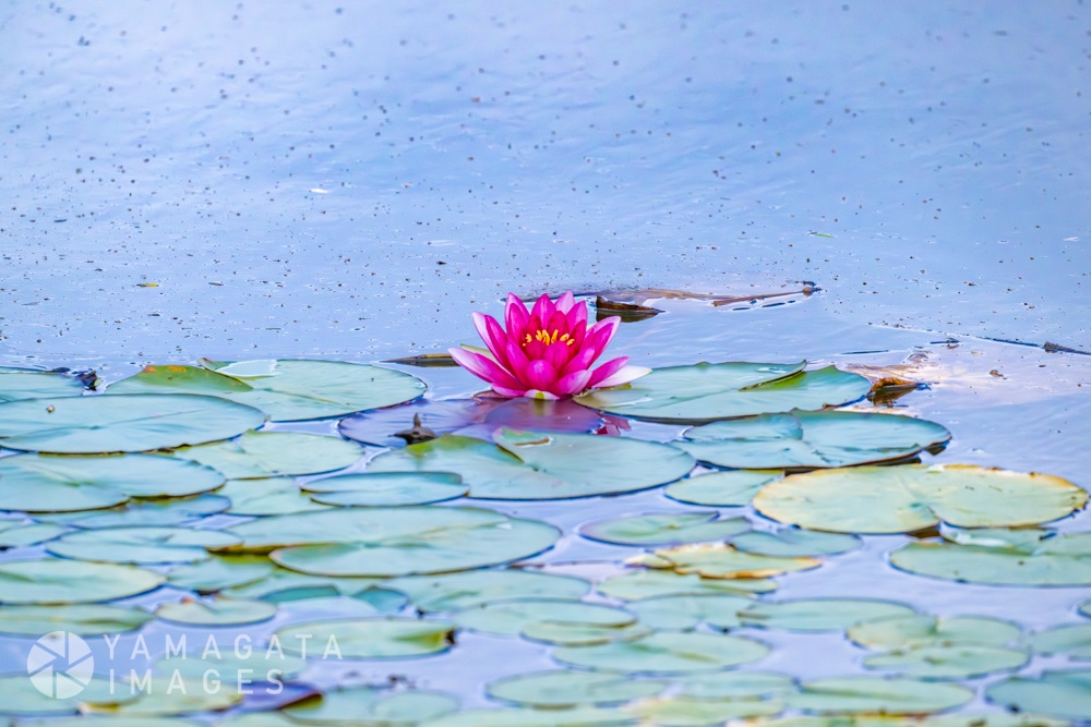 山形県民の森 板橋沼の睡蓮（山辺町）