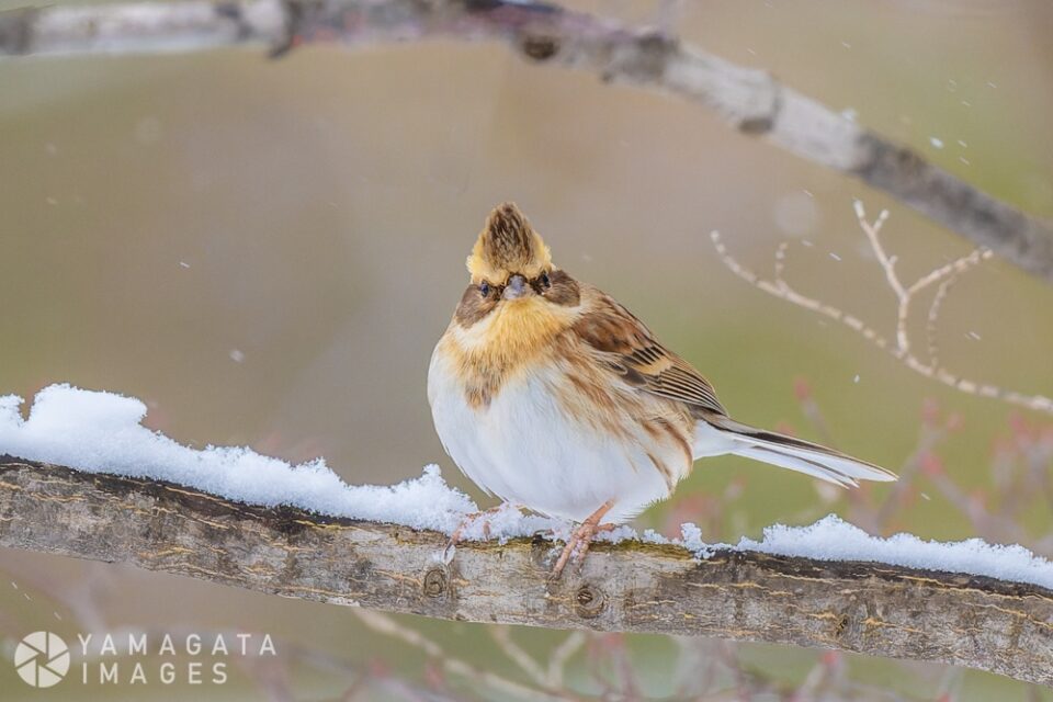 ミヤマホオジロ（山形市）